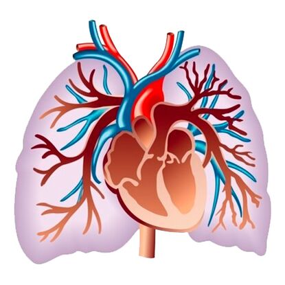 Wpływ Pulsactive na układ sercowo-naczyniowy